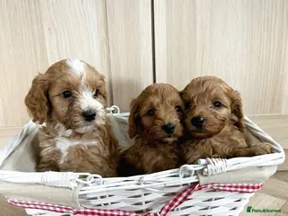 Cockapoo dogs Toy Cockapoo Puppies - Advert 8