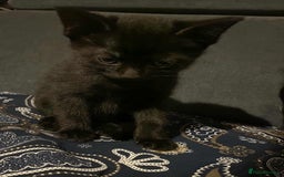 Mixed Breed cats for sale: 2 Beautiful kitten for sale - Image 7