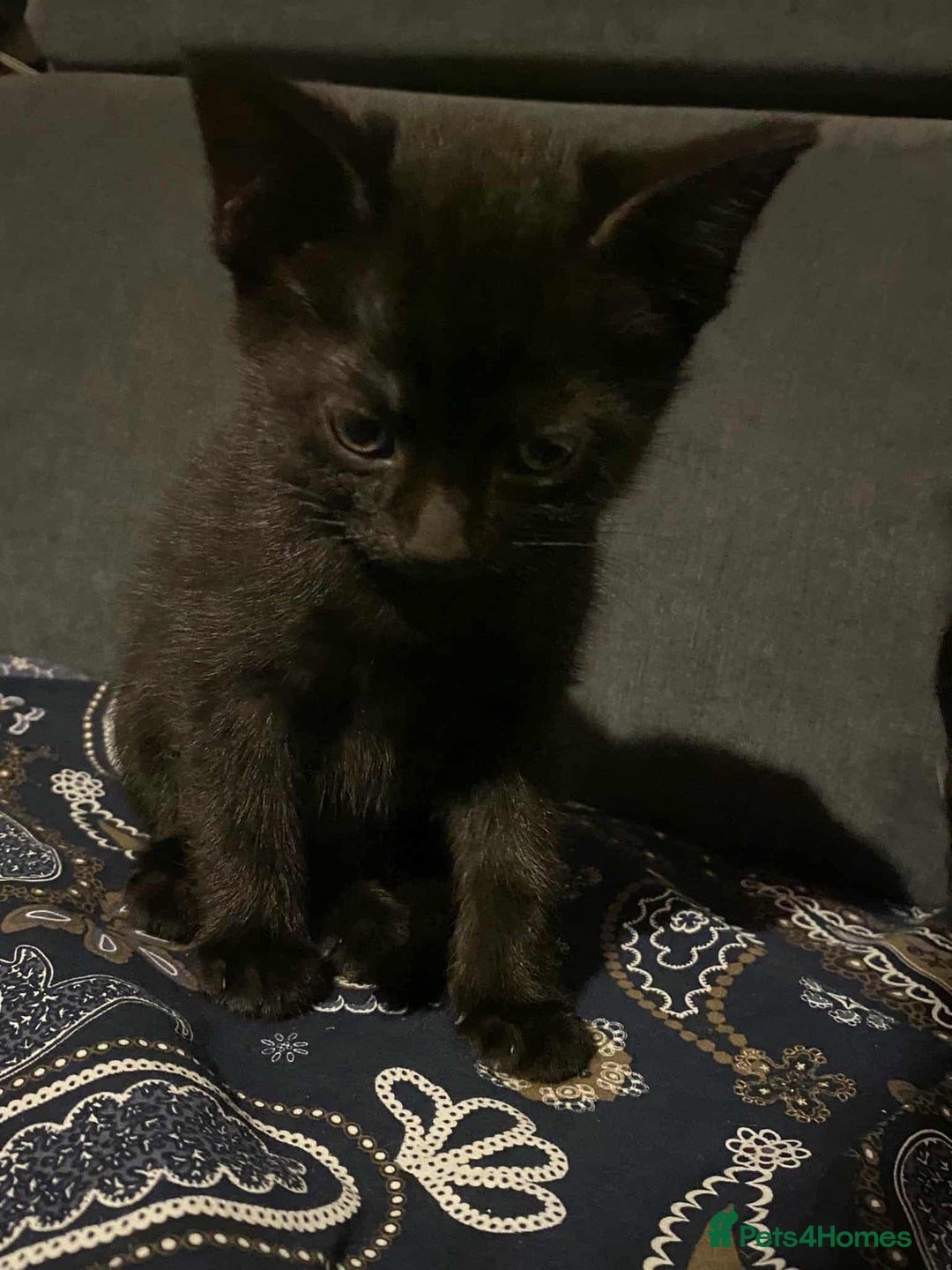 Mixed Breed cats for sale: 2 Beautiful kitten for sale - Image 7
