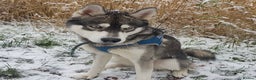 Siberian Husky dogs for stud:  Loki in Heywood - Advert 11