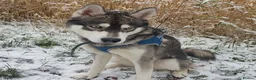 Siberian Husky dogs for stud:  Loki in Heywood - Advert 11