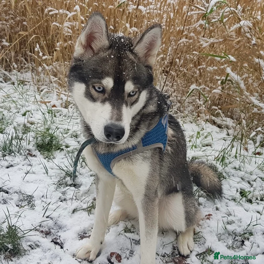 Siberian Husky dogs for stud:  Loki in Heywood - Advert 11