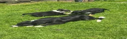 Border Collie dogs for sale: 2 Beautiful Border Collie bitch pups in Sheffield - Advert 15