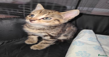 Mixed Breed cats - Advert 9