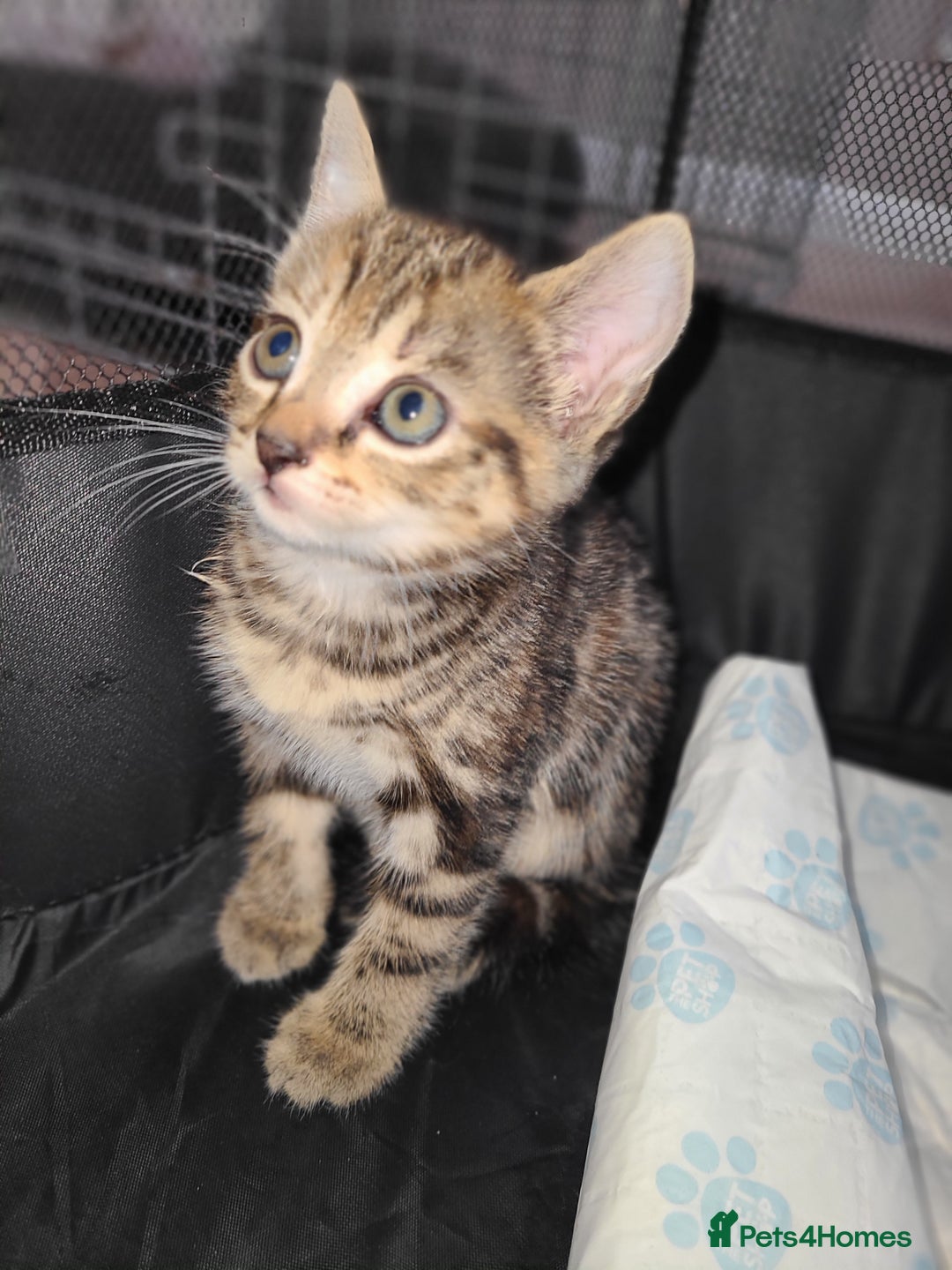 Mixed Breed cats for sale: Kittens ready now  - Image 2