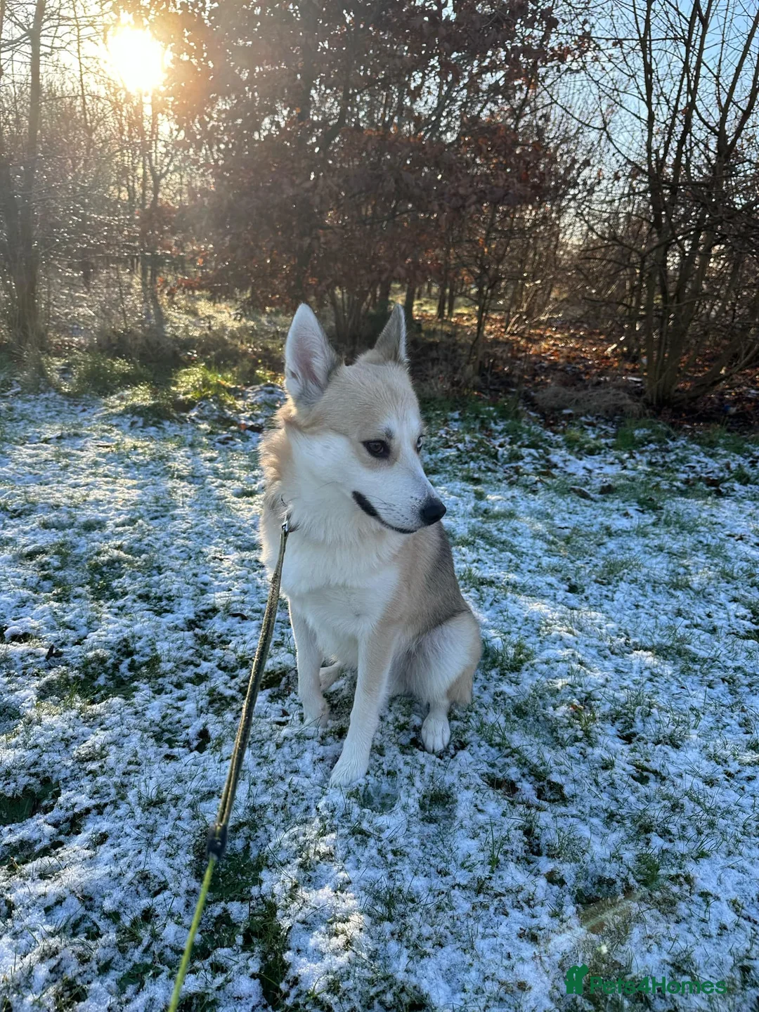 Pomsky dogs for stud: Proven quality F2 proven stud in Andover - Advert 6