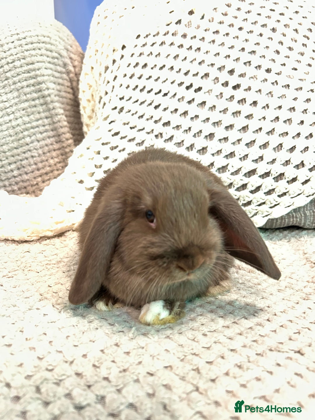 Mini Lop rabbits for sale: Pure Mini Lop Baby Rabbits  - Advert 9