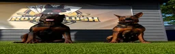 Chinese Red Dog dogs for stud: CHINESE RED DOG STUD ( ACE ) 🇨🇳🇨🇳 - Advert 2