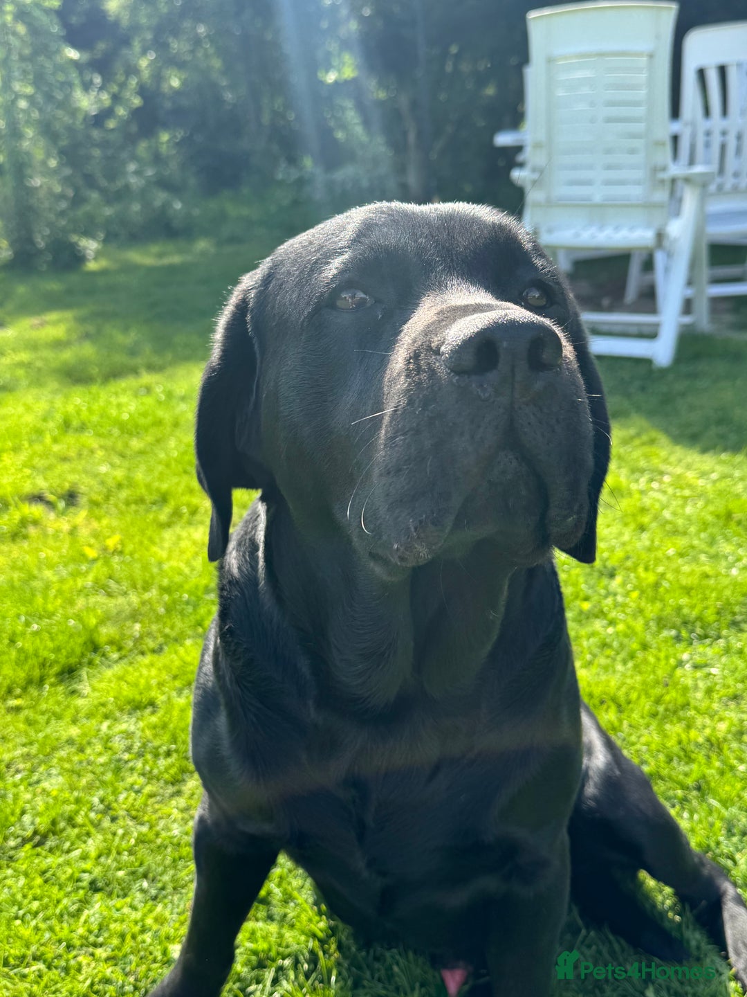 Labrador Retriever dogs for sale: Chunky KC reg Show line Champagnes boys  - Image 15