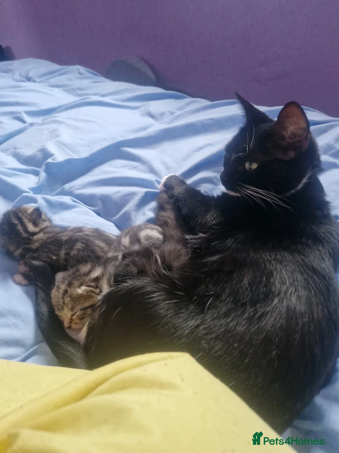 Mixed Breed cats for sale: 2 lovely kittens for sale  in Southampton - Advert 1