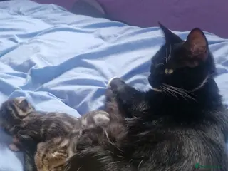 Mixed Breed cats 2 lovely kittens for sale - Advert 1