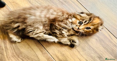 Scottish Fold cats - Advert 3
