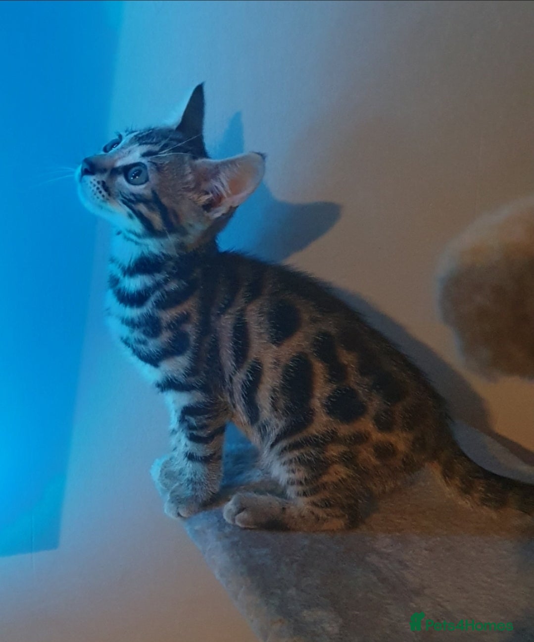 Bengal cats ROSETTED & MARBLED BENGAL GIRLS! (BOTH FOR £1000) - Advert 1