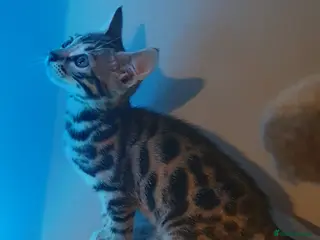 Bengal cats ROSETTED & MARBLED BENGAL GIRLS! (BOTH FOR £1000) - Advert 1