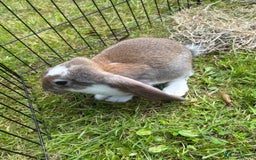 French Lop rabbits for sale: Beautiful and friendly French lop babies - Image 16