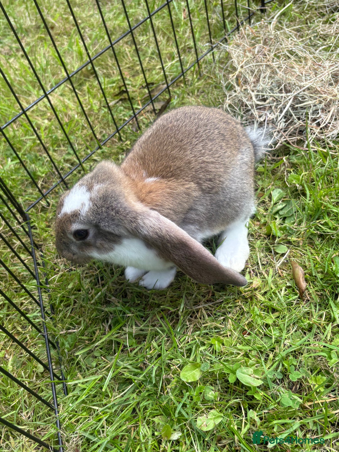 French Lop rabbits for sale: Beautiful and friendly French lop babies - Image 16