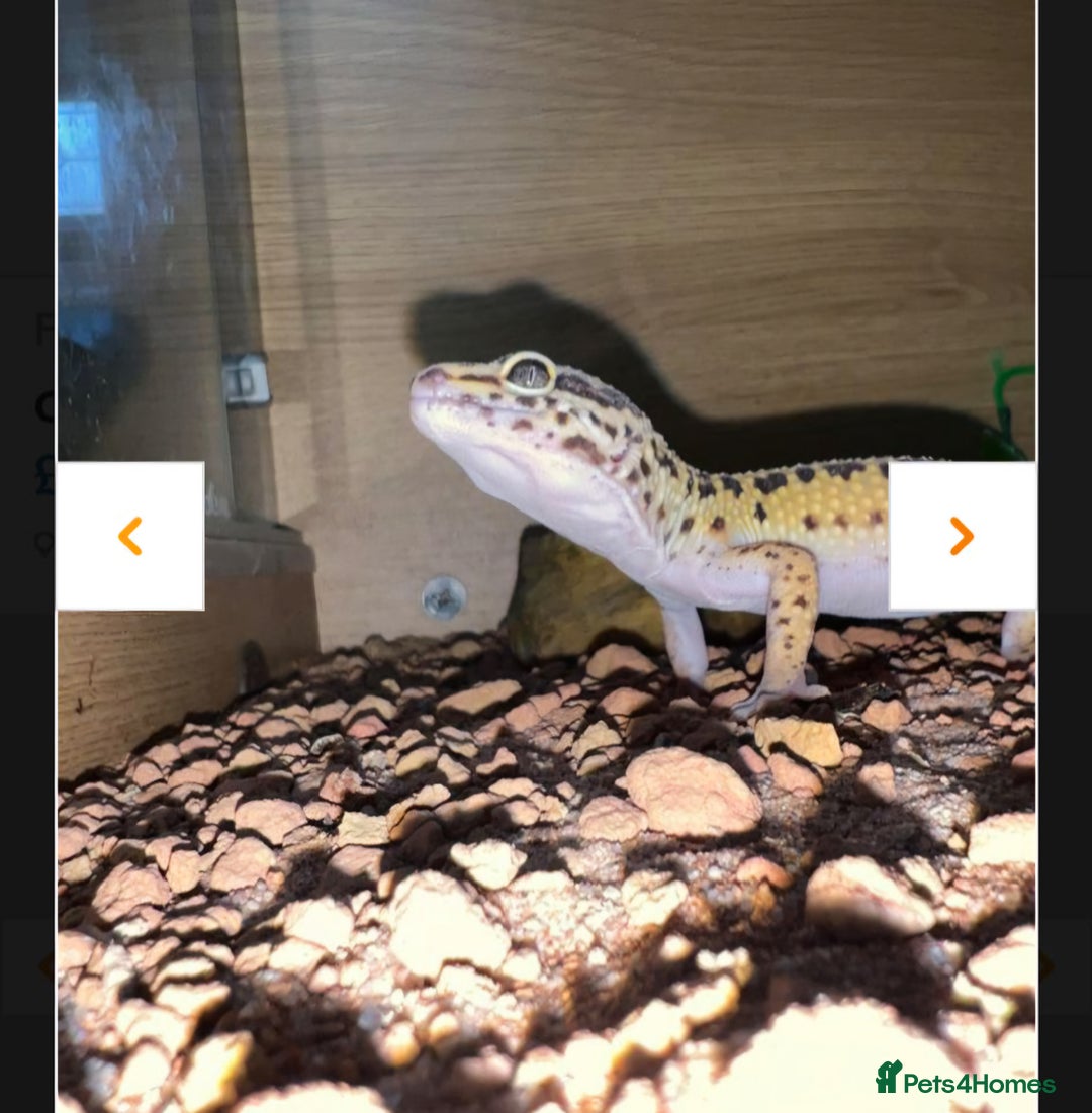 Leopard Gecko reptiles for sale: Leopard Geckos Need Rehoming ASAP - Image 2