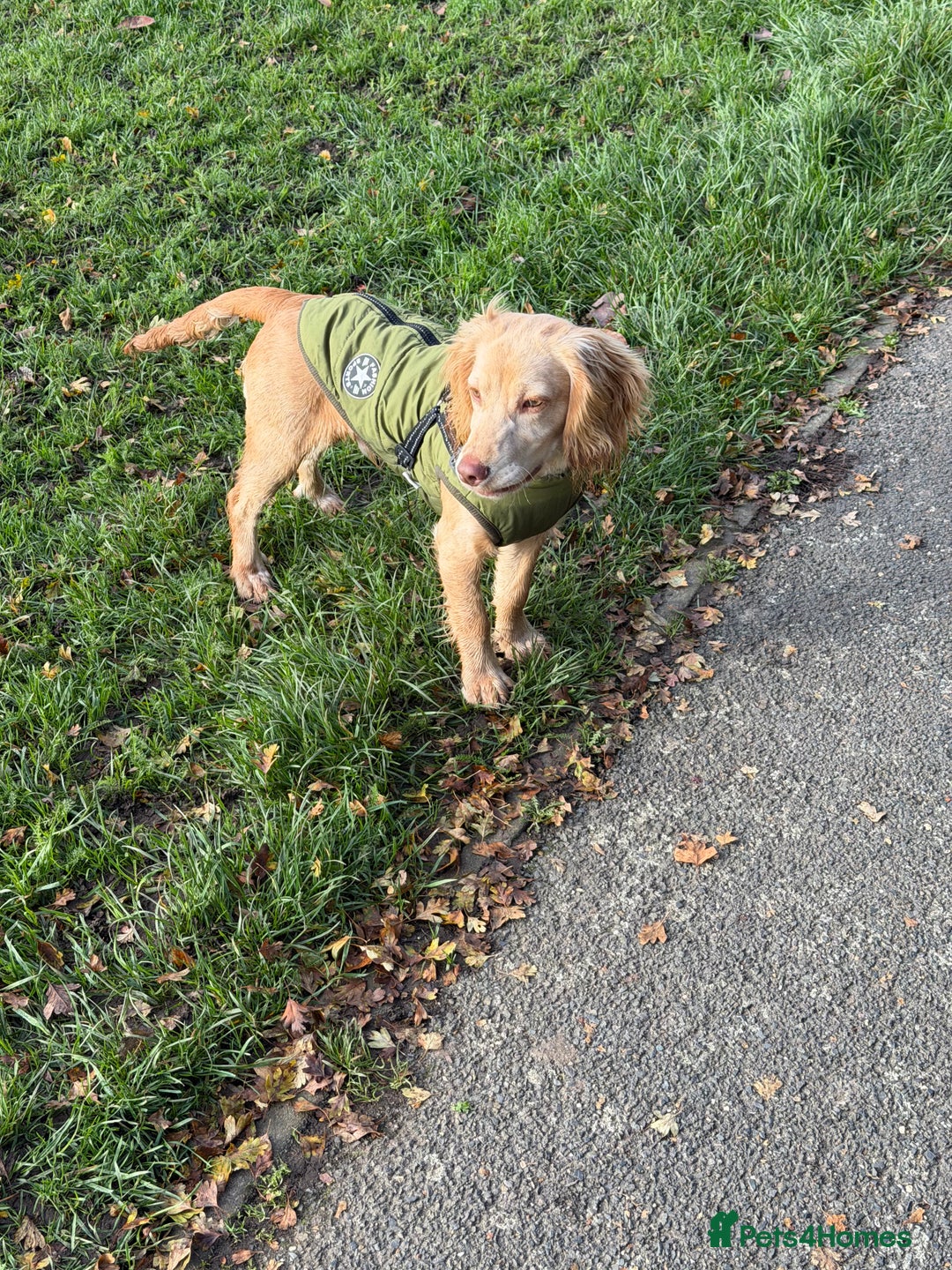 American Cocker Spaniel dogs for sale: Cocker spaniel - Advert 5