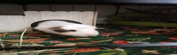 Guinea Pig rodents for sale: 2 male guinea pigs  in Oldham - Advert 7
