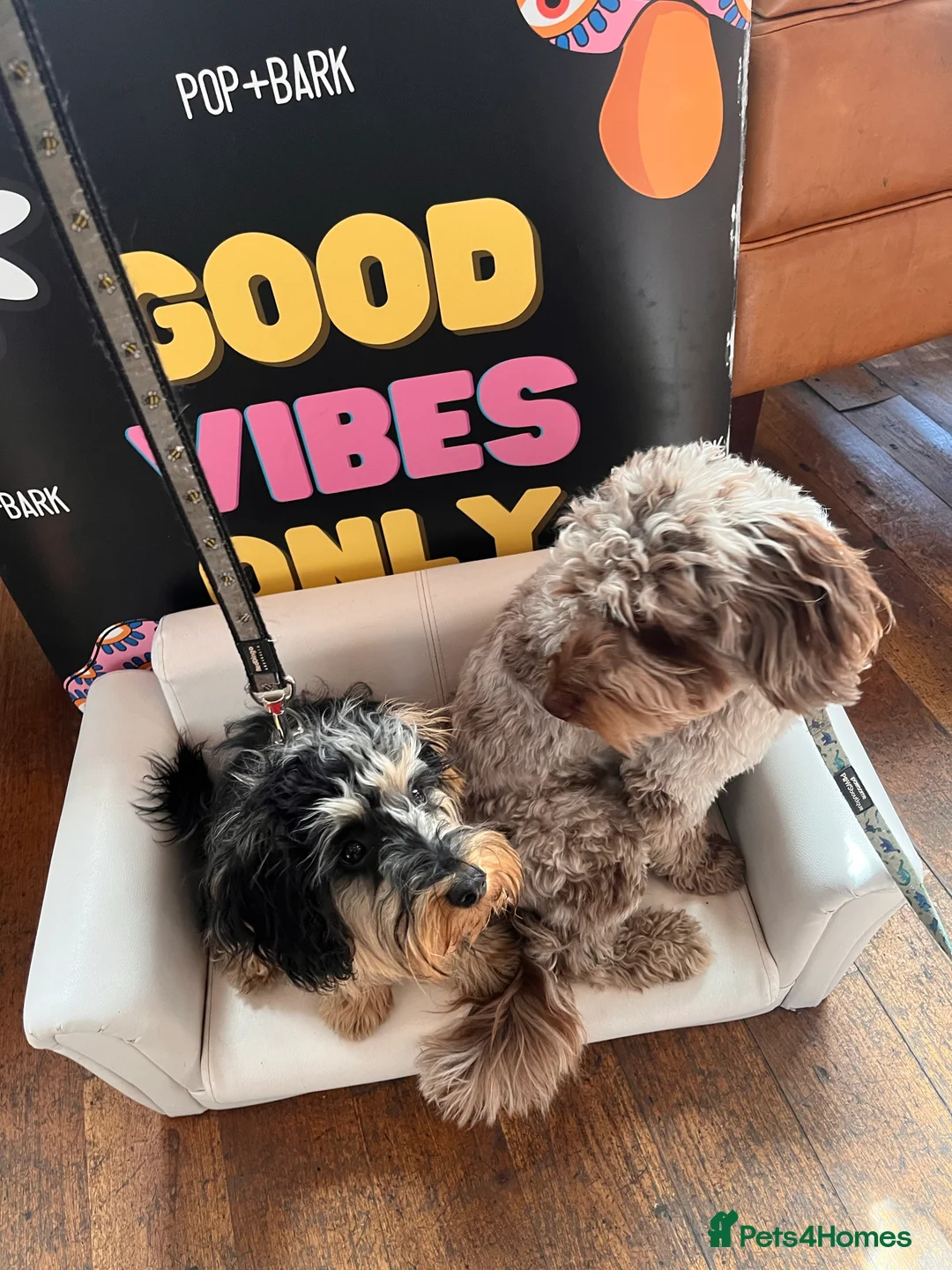 Cockapoo dogs for stud: f1 Merle cockapoo for stud in Nottingham - Advert 20