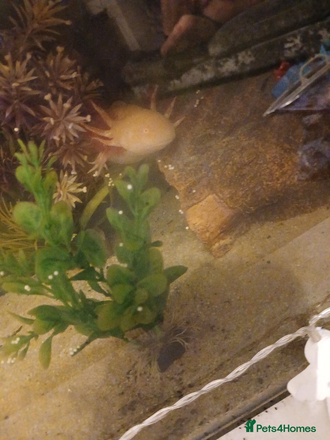 Axolotl reptiles for sale: Axolotl eggs - Advert 2