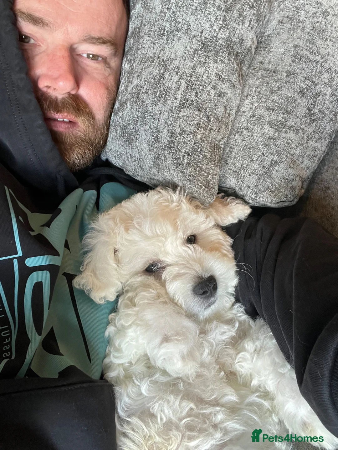 Mixed Breed dogs for sale: Gorgeous little boy - Advert 2