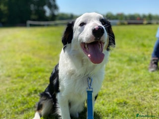 Border Collie dogs in Stafford - Advert 6
