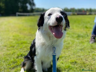 Border Collie dogs Tri coloured border collie for stud in Stafford - Advert 9