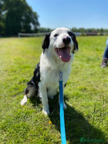 Border Collie dogs in Stafford - Advert 1