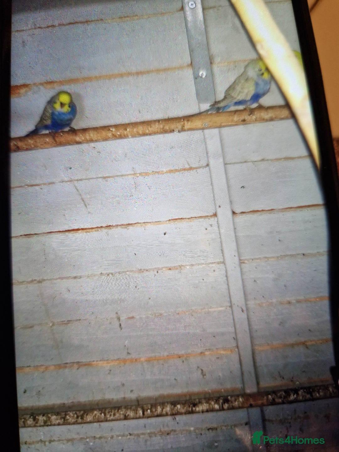 Budgerigars birds for sale: Budgies - Image 2