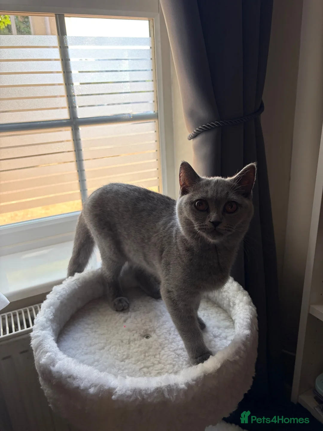 British Shorthair cats for sale: 4 months British shorthair female in Northampton - Advert 4