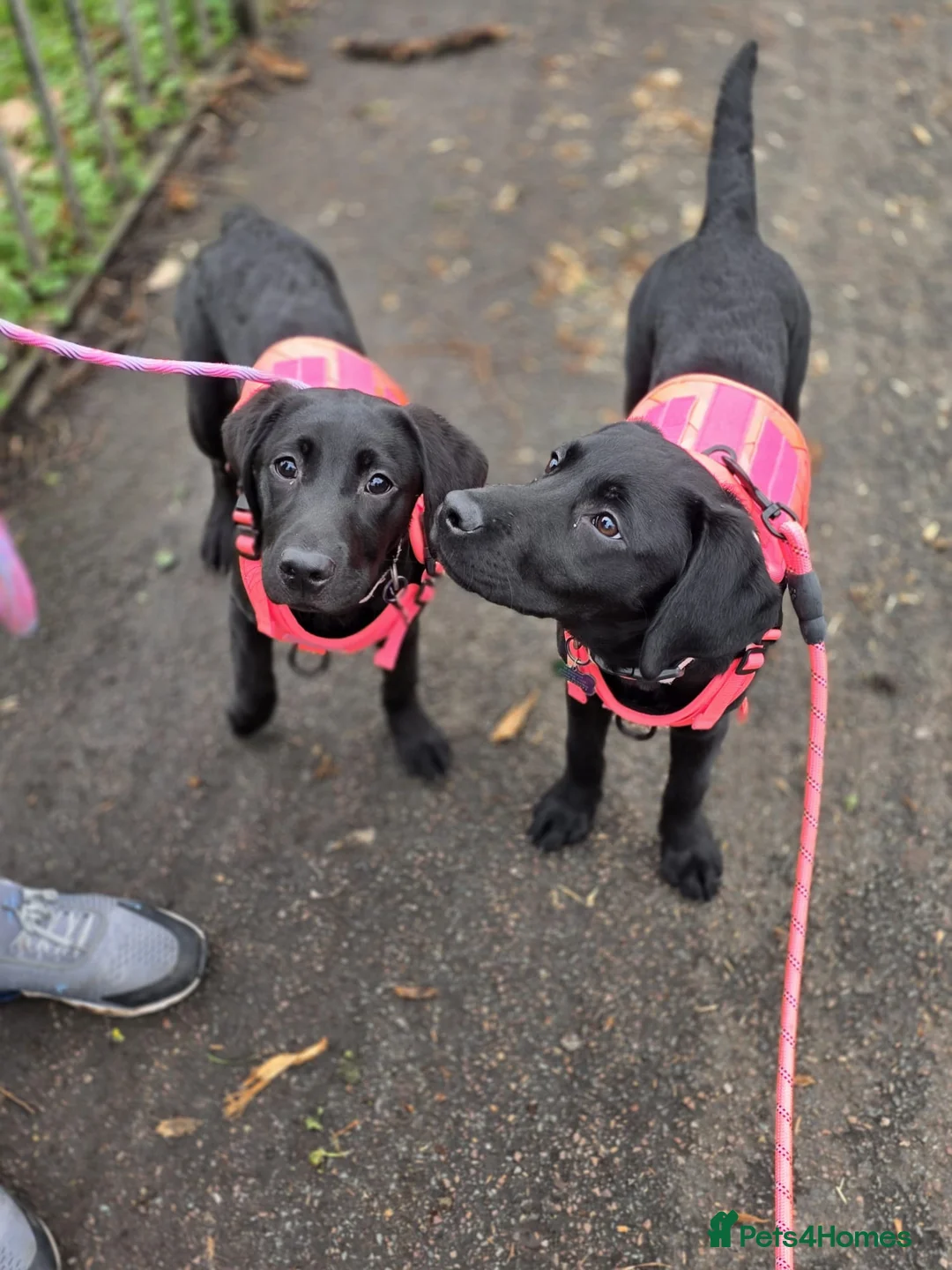 Labrador Retriever dogs for sale: Betty in Birkenhead - Advert 4
