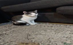 Mixed Breed cats for sale: Rangdoll - Image 1