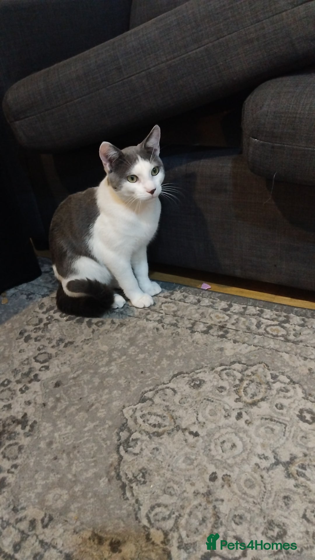 Mixed Breed cats for sale: Rangdoll - Image 1