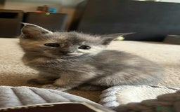 Mixed Breed cats for sale: Smokey Grey kittens for sale - Image 15