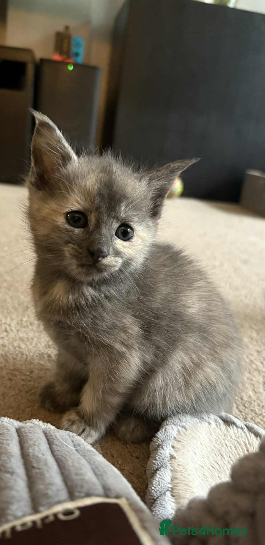 Mixed Breed cats for sale: Smokey Grey kittens for sale - Image 15