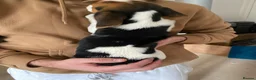 Beagle dogs for sale: Beautiful home reared chunky beagle pups - Advert 17
