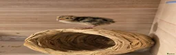 Quail poultry for sale: Corturnix quail chicks  - Advert 2