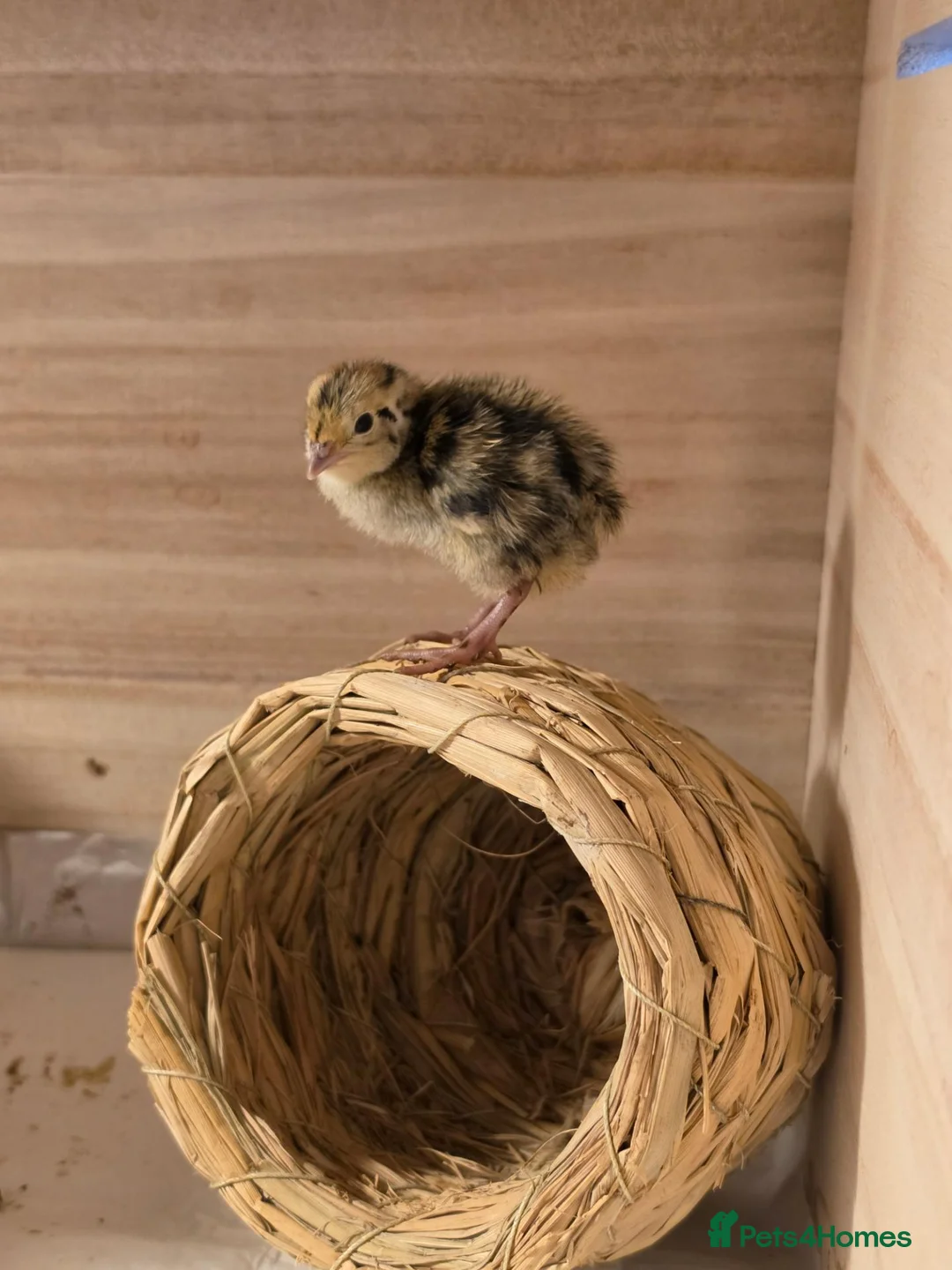Quail poultry for sale: Corturnix quail chicks  - Advert 2