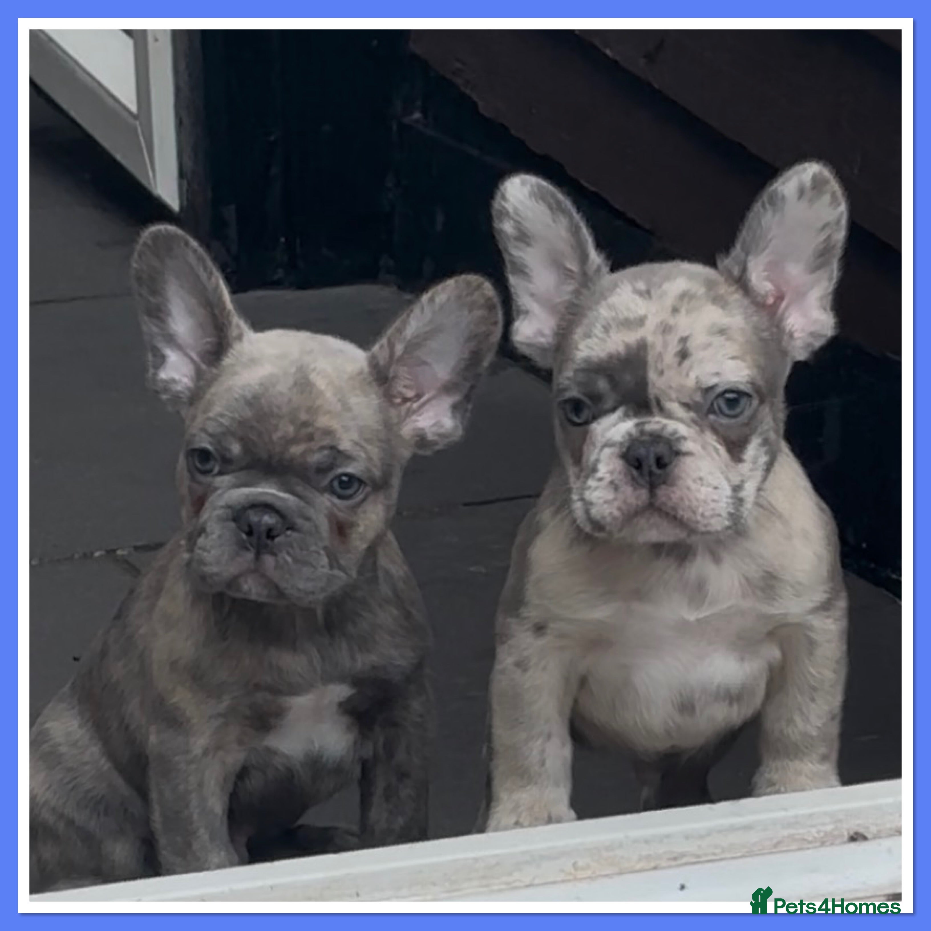 French Bulldog dogs 2 boys ready to leave now DWKC registered  - Advert 3