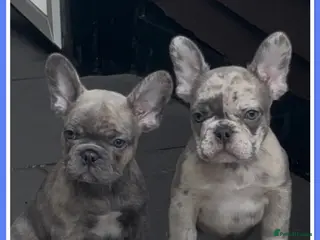 French Bulldog dogs 2 boys ready to leave now DWKC registered - Advert 3