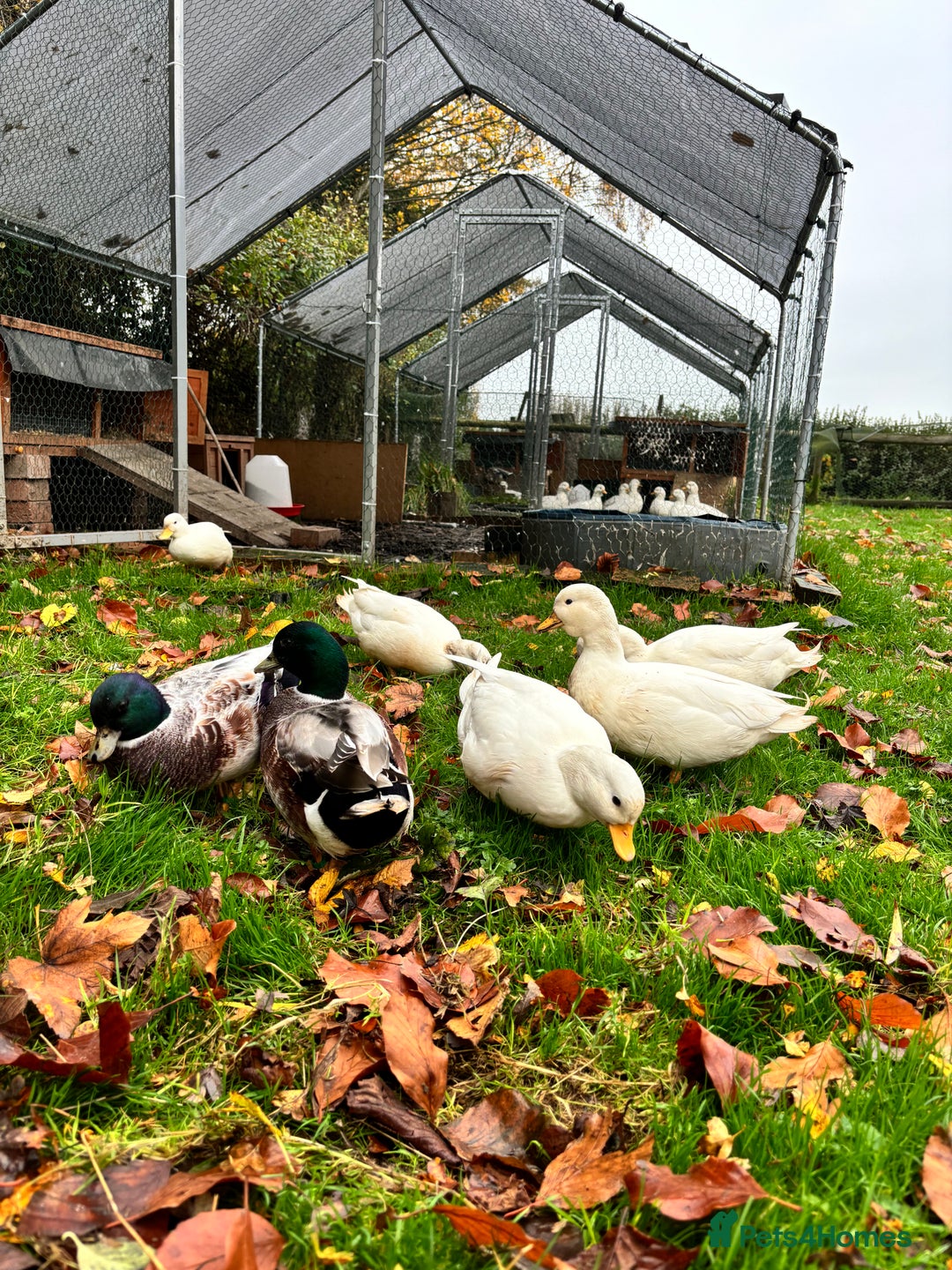 Ducks poultry for sale: 2025 hatch Call duck Drakes - Image 1