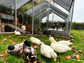 Ducks poultry - Advert 2