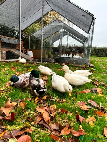 Ducks poultry - Advert 2