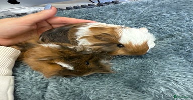 Guinea Pig rodents - Advert 1