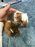 Guinea Pig rodents - Advert 1