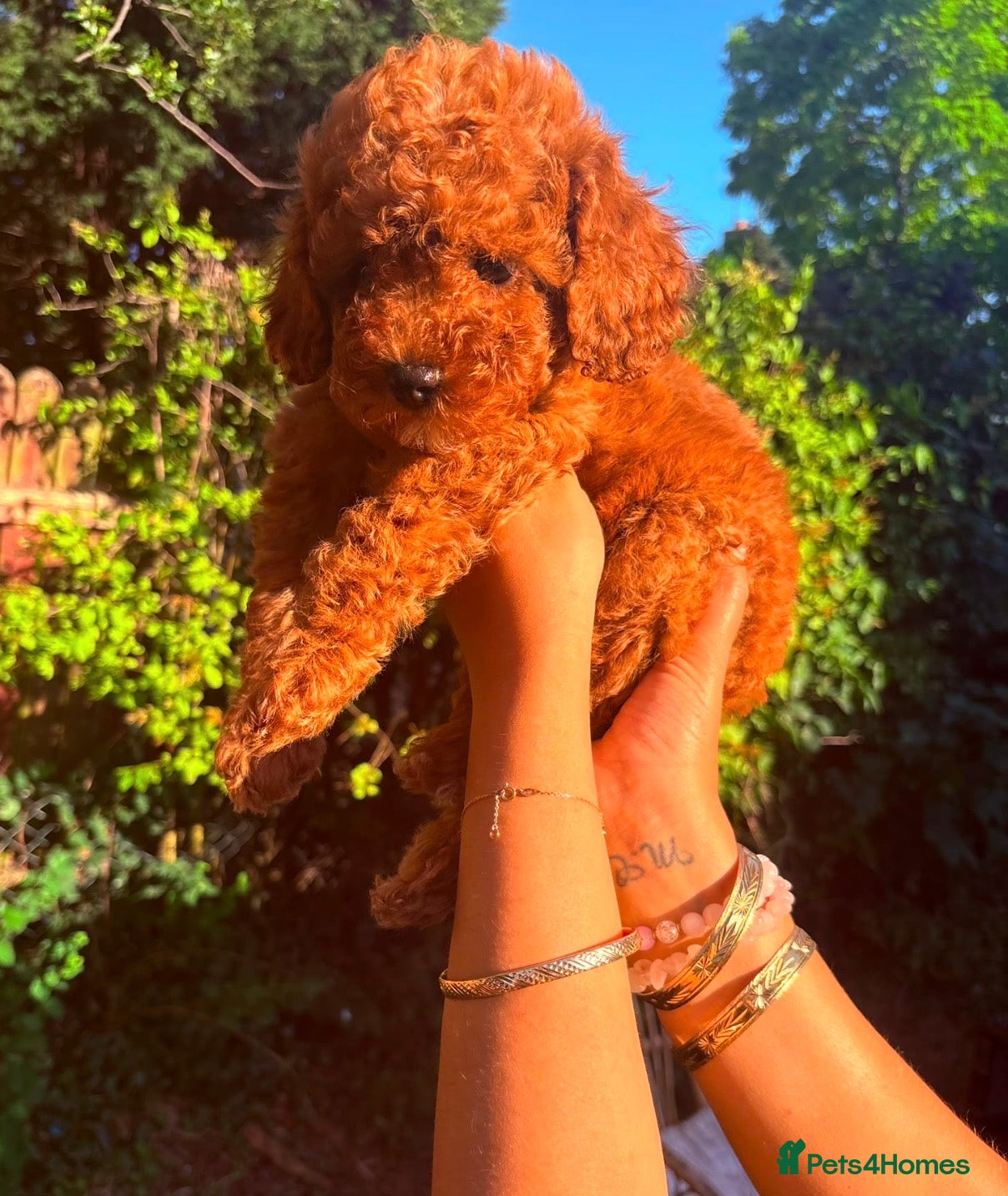 Cavapoo dogs F1b Deep Red curly coat toy Cavapoo pups 🐾 - Advert 2