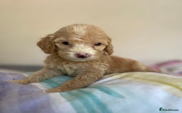 Cockapoo dogs for sale: Cockapoo puppies  - Image 26