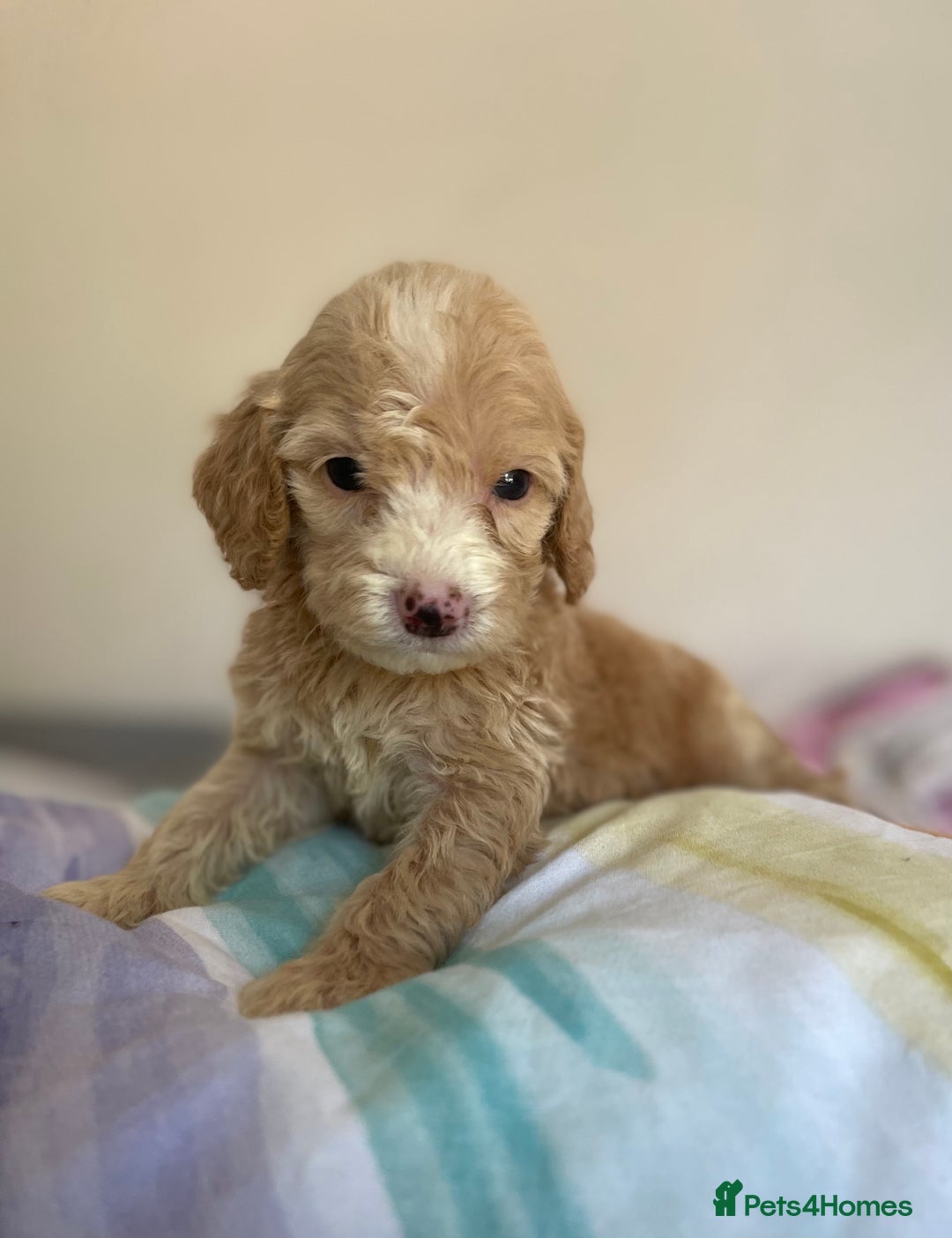 Cockapoo dogs for sale: Cockapoo puppies  - Image 26