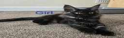Maine Coon cats for sale: 2 Maine Coon girls. - Advert 1